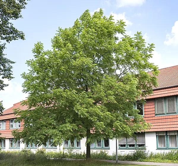 625243 - Eastern American black walnut (Juglans nigra)