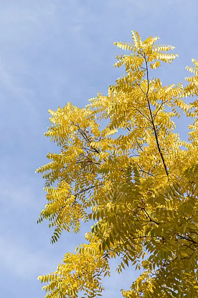 625244 - Eastern American black walnut (Juglans nigra)