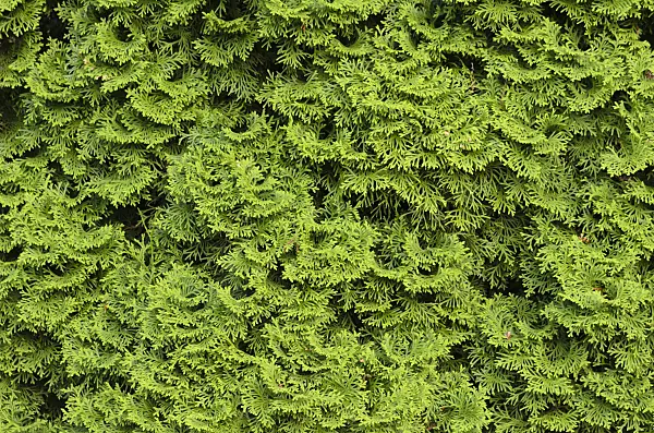 520212 - Eastern arborvitae (Thuja occidentalis)