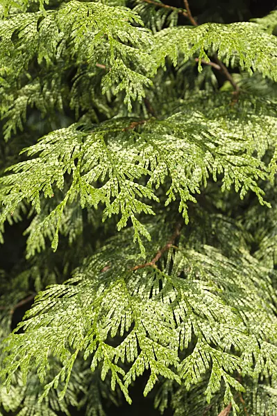 511256 - Eastern arborvitae (Thuja occidentalis 'Aurescens')