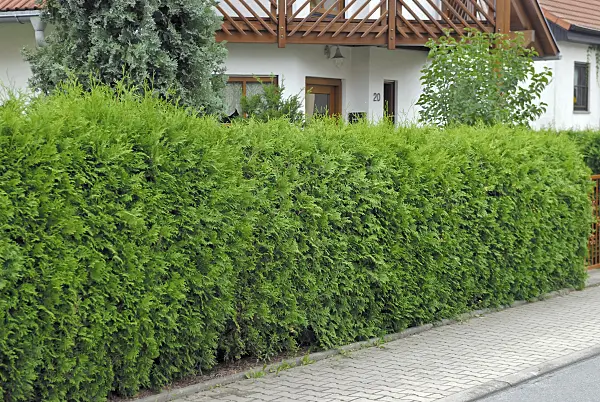 471466 - Eastern arborvitae (Thuja occidentalis 'Brabant')