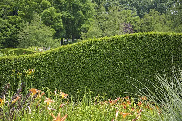 535435 - Eastern arborvitae (Thuja occidentalis 'Brabant')