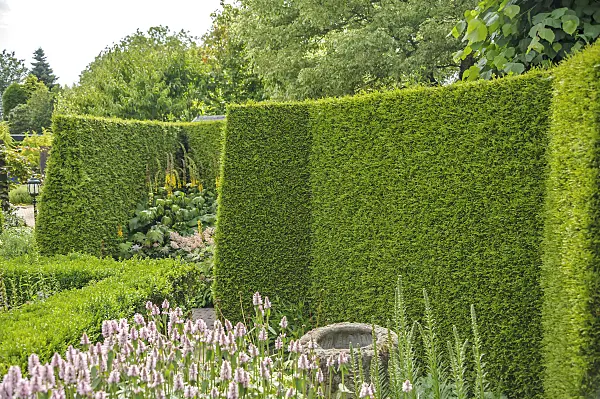 558250 - Eastern arborvitae (Thuja occidentalis 'Brabant')