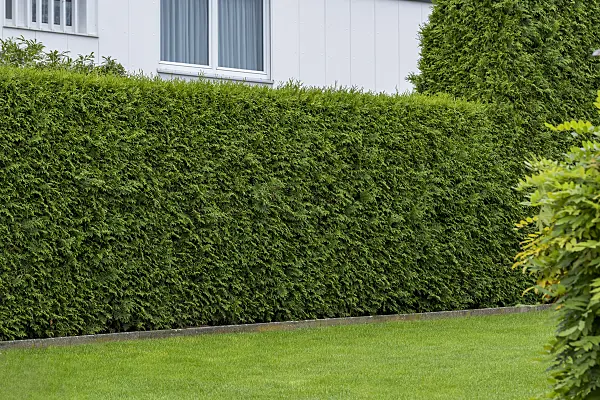 635162 - Eastern arborvitae (Thuja occidentalis 'Brabant')