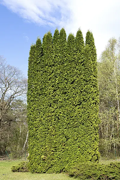 616452 - Eastern arborvitae (Thuja occidentalis 'Columna')