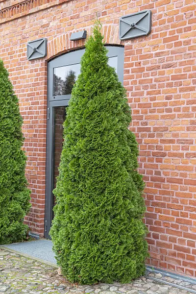616453 - Eastern arborvitae (Thuja occidentalis 'Smaragd')