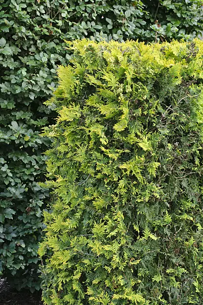 475106 - Eastern arborvitae (Thuja occidentalis 'Sunkist')