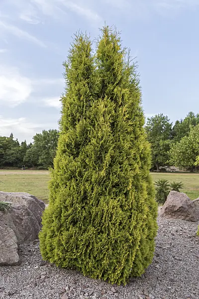 651552 - Eastern arborvitae (Thuja occidentalis 'Sunkist')
