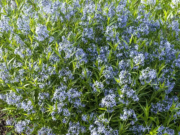 460160 - Eastern blue star (Amsonia tabernaemontana)