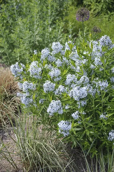 535382 - Eastern blue star (Amsonia tabernaemontana)