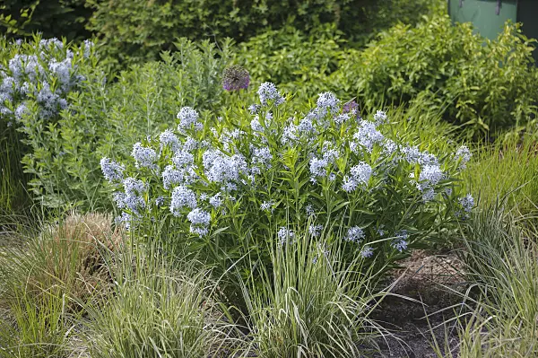 535383 - Eastern blue star (Amsonia tabernaemontana)
