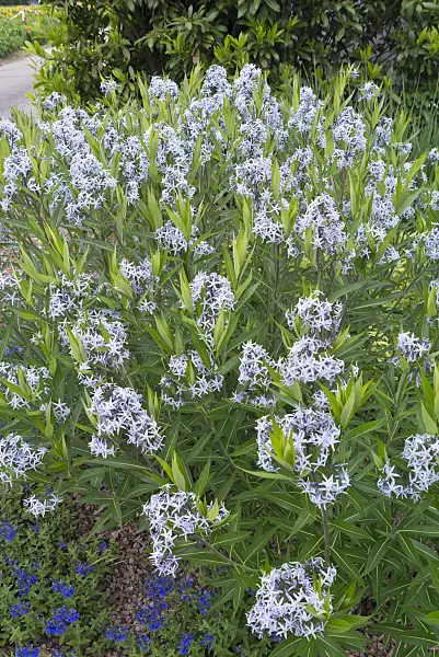 608124 - Eastern blue star (Amsonia tabernaemontana)