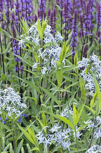485009 - Eastern blue star (Amsonia tabernaemontana) and woodland sage (Salvia nemorosa)