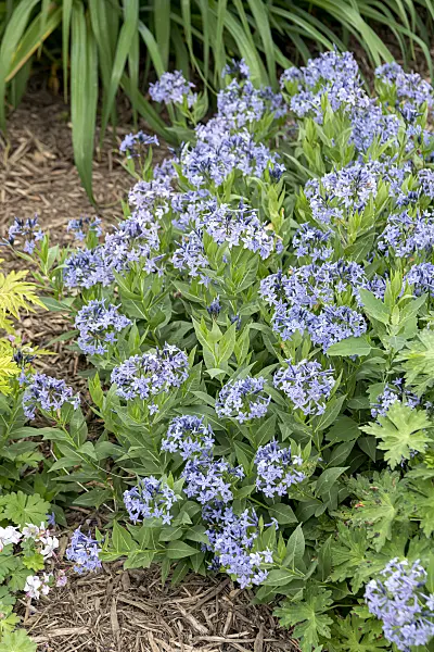 651049 - Eastern blue star (Amsonia tabernaemontana 'Blue Ice')