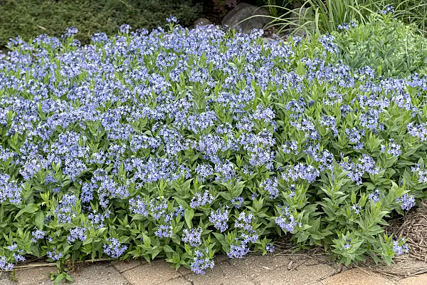 651050 - Eastern blue star (Amsonia tabernaemontana 'Blue Ice')
