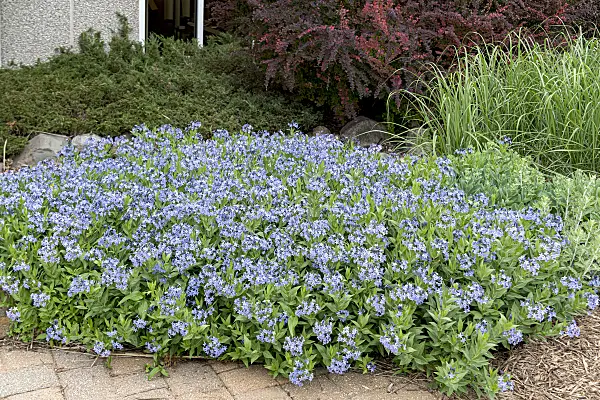 651051 - Eastern blue star (Amsonia tabernaemontana 'Blue Ice')