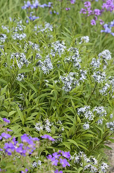 533334 - Eastern blue star (Amsonia tabernaemontana var. salicifolia)