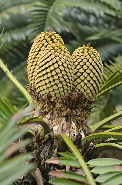 534364 - Eastern Cape giant cycad (Encephalartos altensteinii)