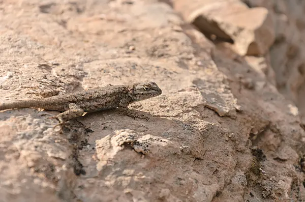 508311 - Eastern fence lizard (Sceloporus undulatus)