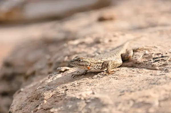 508312 - Eastern fence lizard (Sceloporus undulatus)