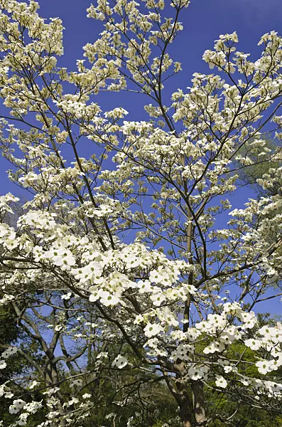 543067 - Eastern flowering dogwood (Cornus florida)