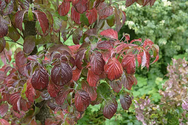 575069 - Eastern flowering dogwood (Cornus florida)