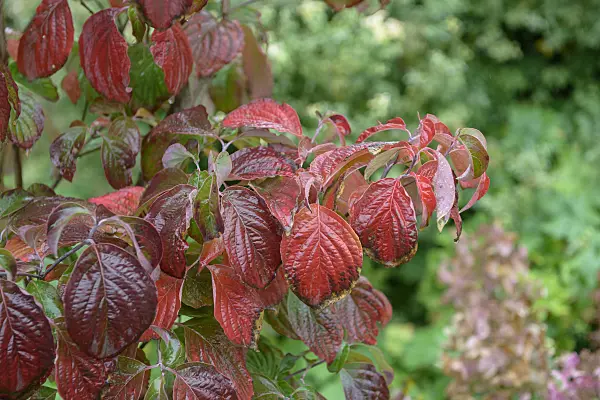 575070 - Eastern flowering dogwood (Cornus florida)