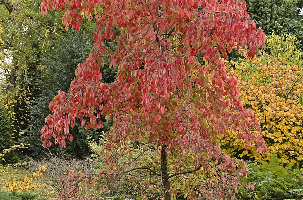 549128 - Eastern flowering dogwood (Cornus florida 'Eddie's White Wonder')