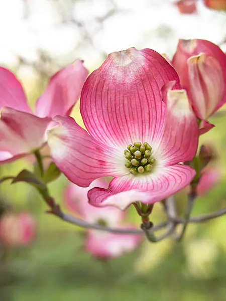 448042 - Eastern flowering dogwood (Cornus florida 'Rubra')