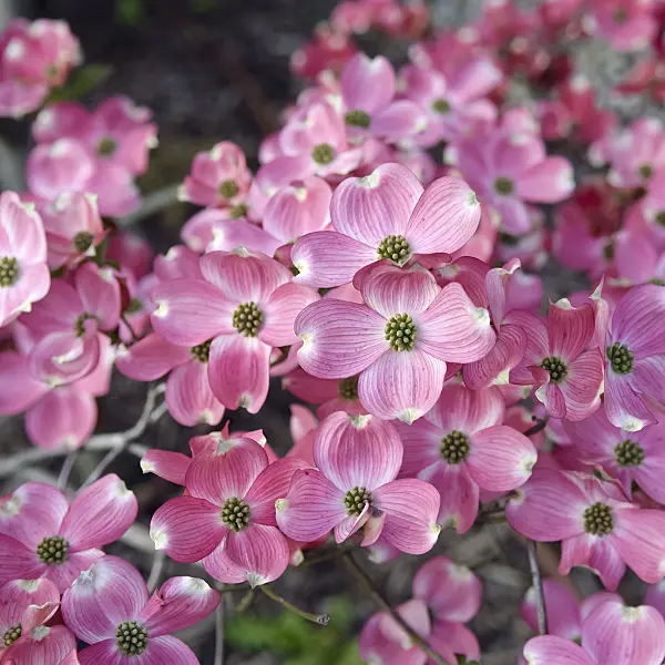 490048 - Eastern flowering dogwood (Cornus florida 'Rubra')
