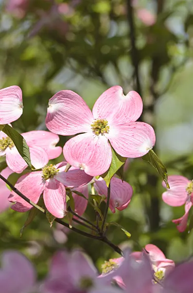 508085 - Eastern flowering dogwood (Cornus florida 'Rubra')