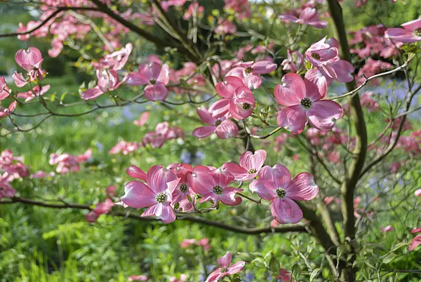 517160 - Eastern flowering dogwood (Cornus florida 'Rubra')