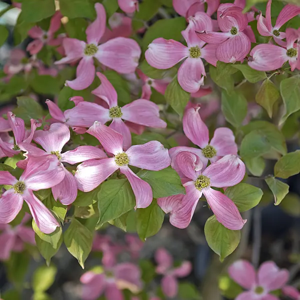 490049 - Eastern flowering dogwood (Cornus florida 'Sweetwater')