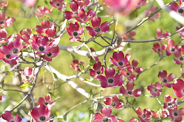 625167 - Eastern flowering dogwood (Cornus florida 'Sweetwater')