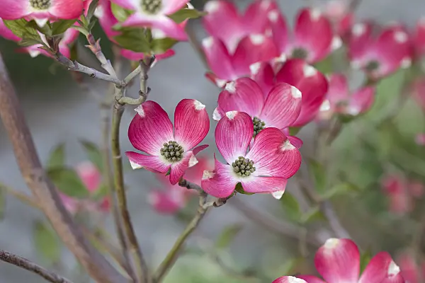 625168 - Eastern flowering dogwood (Cornus florida 'Sweetwater')