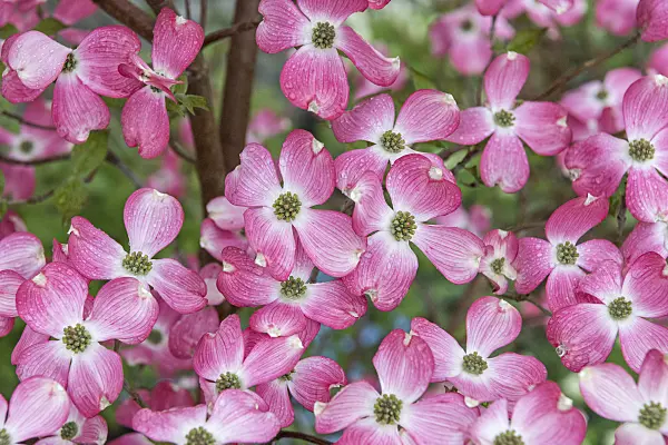 625169 - Eastern flowering dogwood (Cornus florida 'Sweetwater')