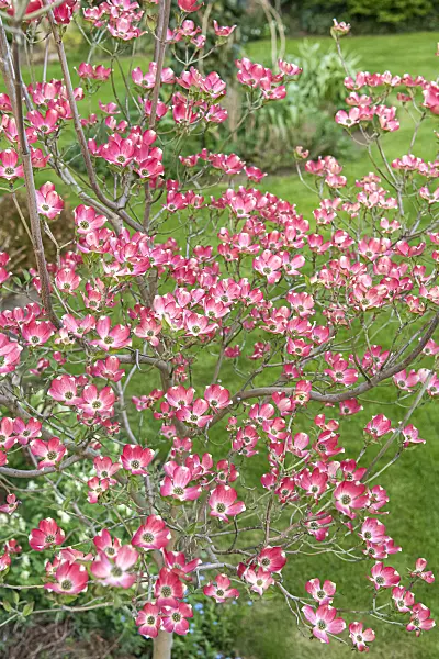 638062 - Eastern flowering dogwood (Cornus florida 'Sweetwater')