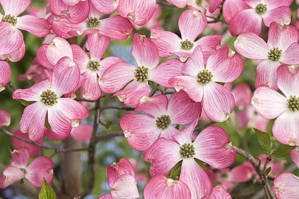 638063 - Eastern flowering dogwood (Cornus florida 'Sweetwater')