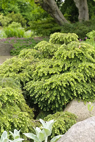 484249 - Eastern hemlock (Tsuga canadensis 'Nana')