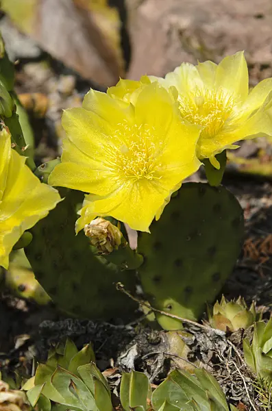 497102 - Eastern prickly pear (Opuntia humifusa)