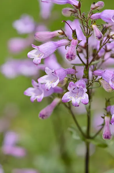 521312 - Eastern smooth beard tongue (Penstemon laevigatus)
