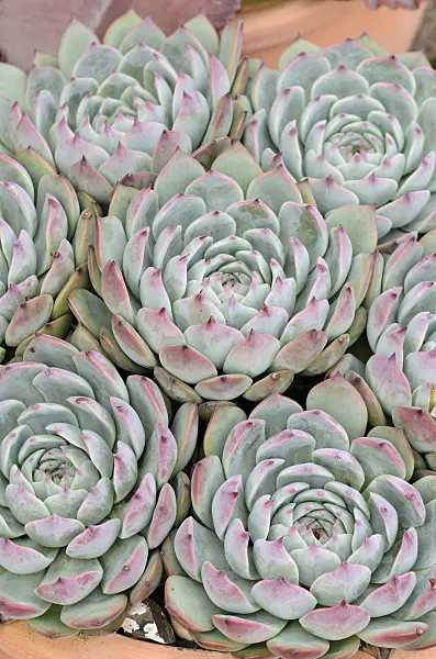 525139 - Echeveria colorata