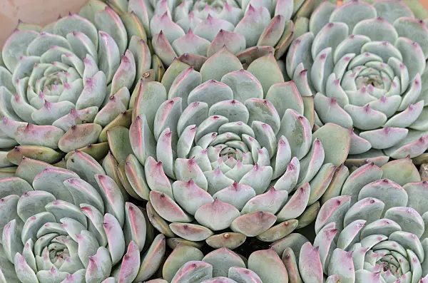 525140 - Echeveria colorata