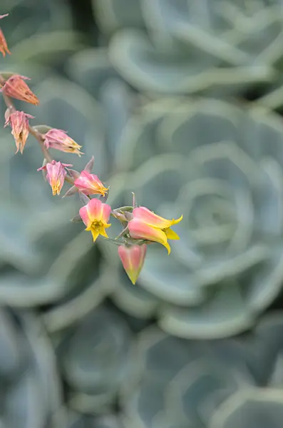 536012 - Echeveria glauca
