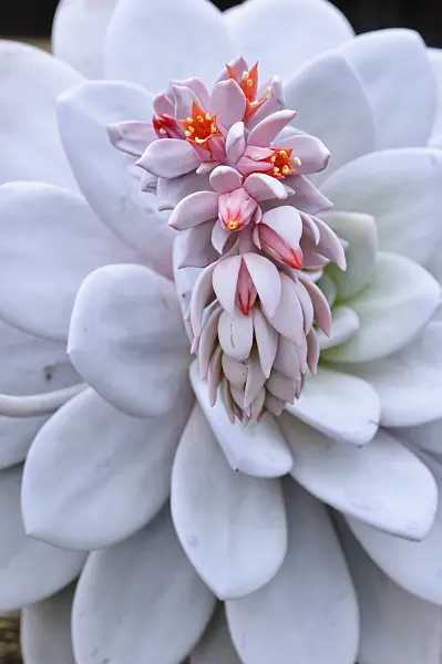 469005 - Echeveria laui