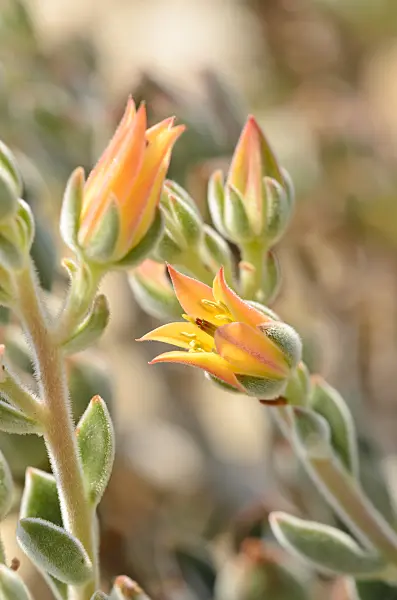 534332 - Echeveria pulvinata