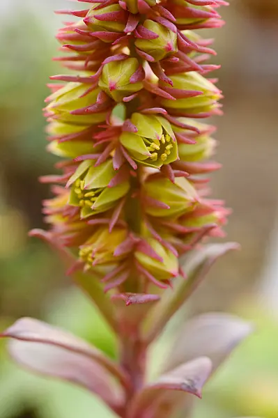 481045 - Echeveria rosea