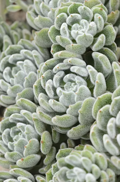 536013 - Echeverie (Echeveria setosa)