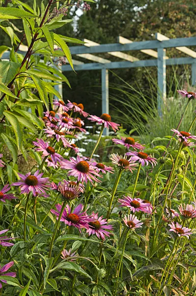 510143 - Échinacée pourpre (Echinacea purpurea)