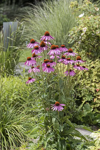651228 - Échinacée pourpre (Echinacea purpurea)